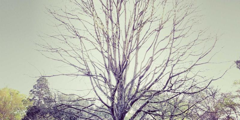 情感计算与亲密关系：伴侣机器人引发的社会疏离与大数据伦理困境