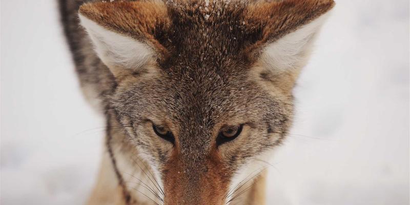 科技伦理：大数据时代的社会责任与技术伦理边界