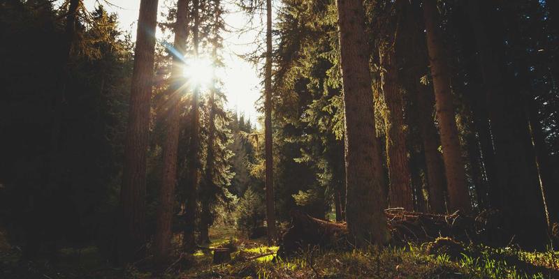 算法“信息茧房”如何撕裂社会：从科技伦理到公共对话重建的社会责任